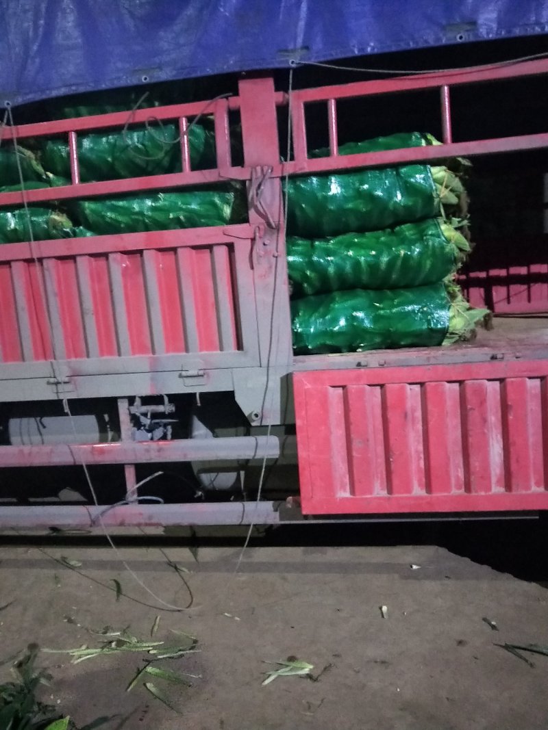 湛江精品甜玉米，产地直发，保质保量，欢迎老板选购