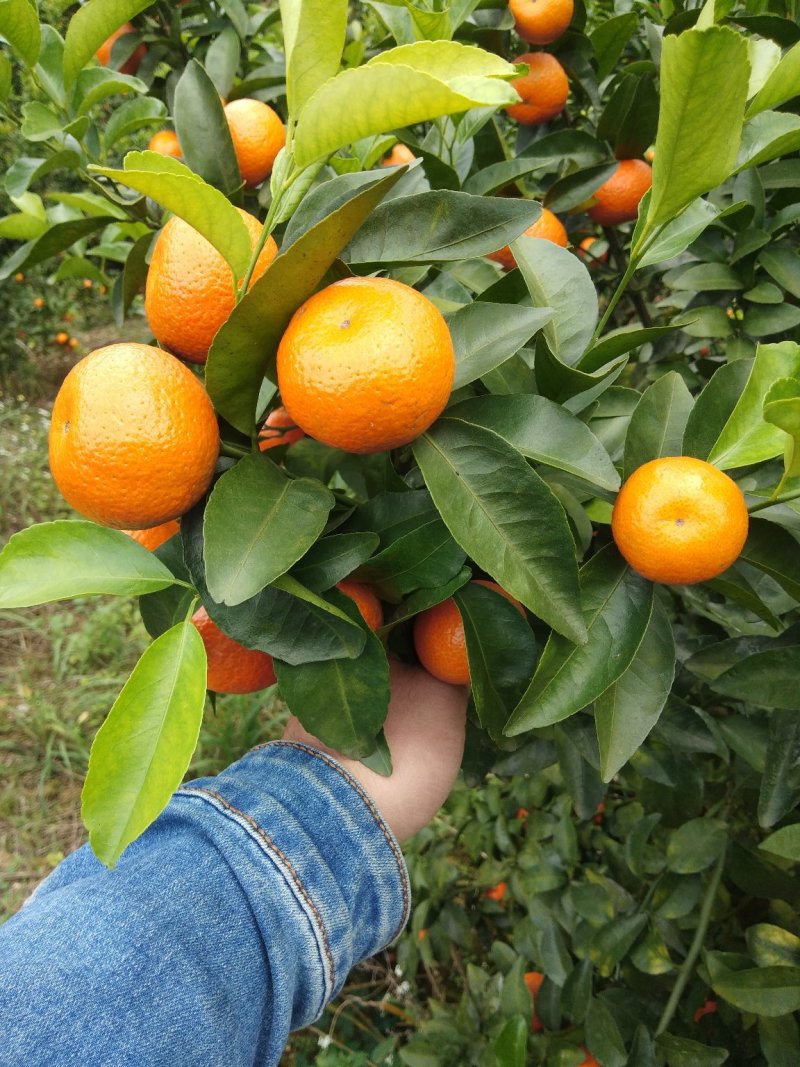 砂糖橘