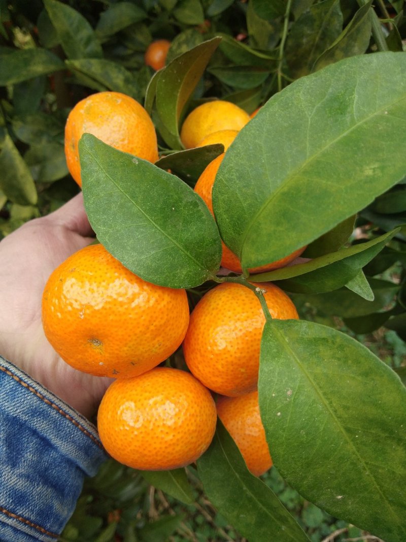 砂糖橘