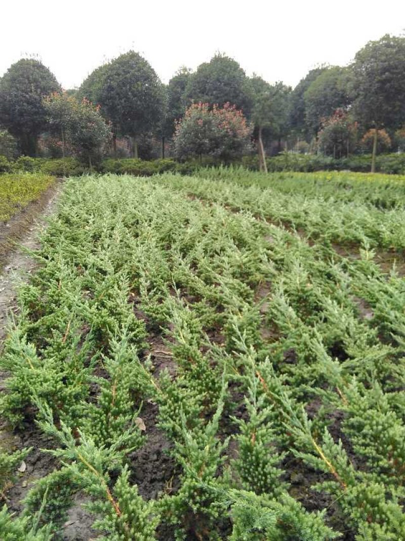 优质铺地柏供应，四川铺地柏基地出售，成都铺地柏批发价格
