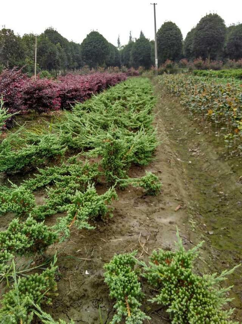 优质铺地柏供应，四川铺地柏基地出售，成都铺地柏批发价格