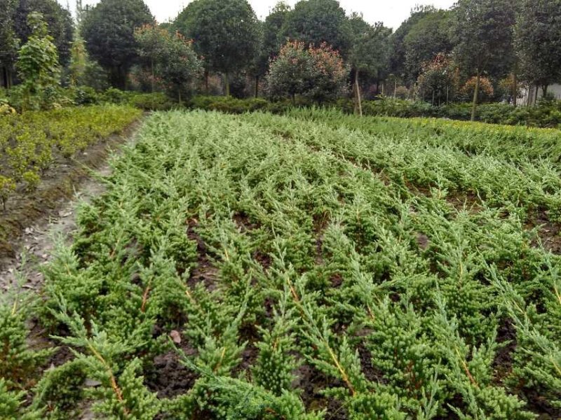 优质铺地柏供应，四川铺地柏基地出售，成都铺地柏批发价格