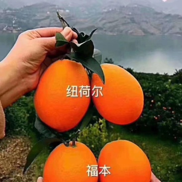奉节脐橙