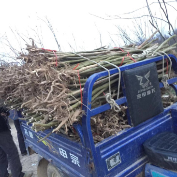 紫薇2-10公分产地量大，2公分占地紫薇2.8上车