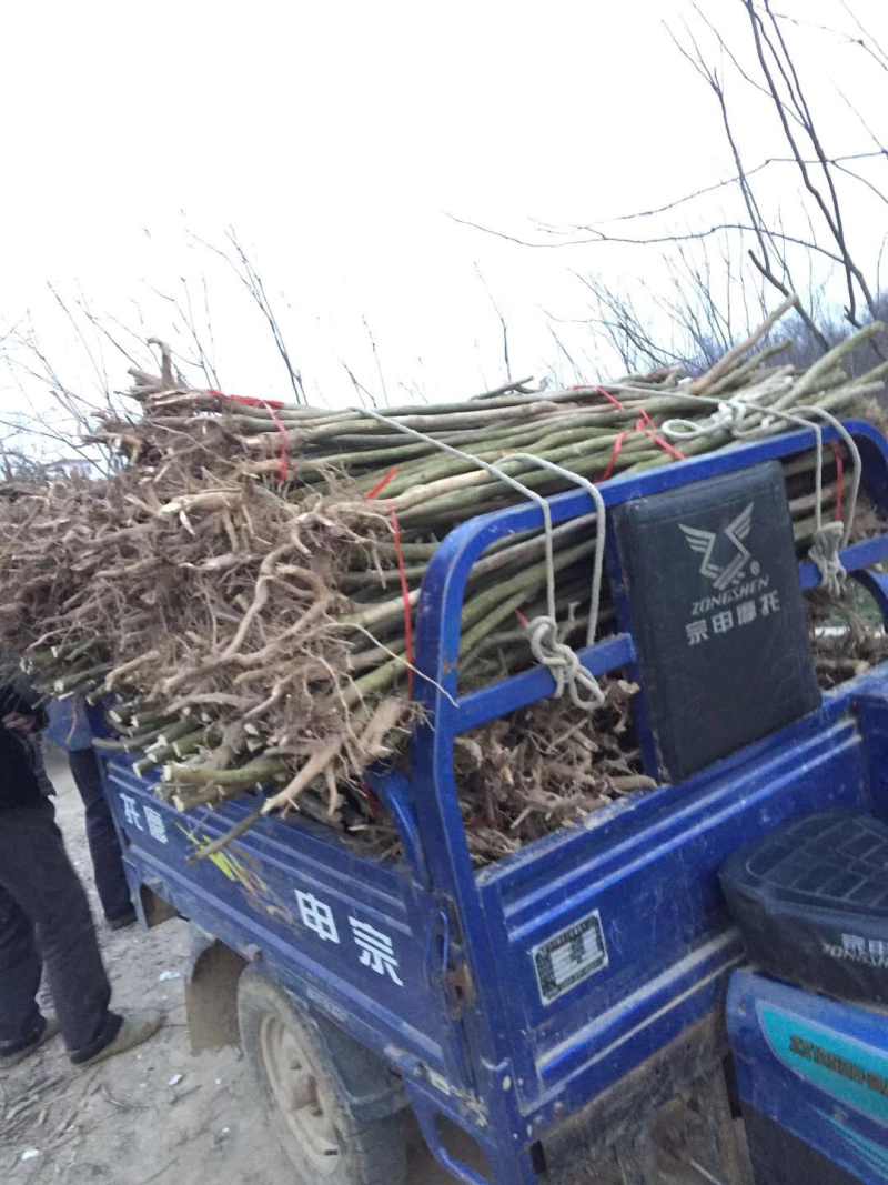 紫薇2-10公分产地量大，2公分占地紫薇2.8上车