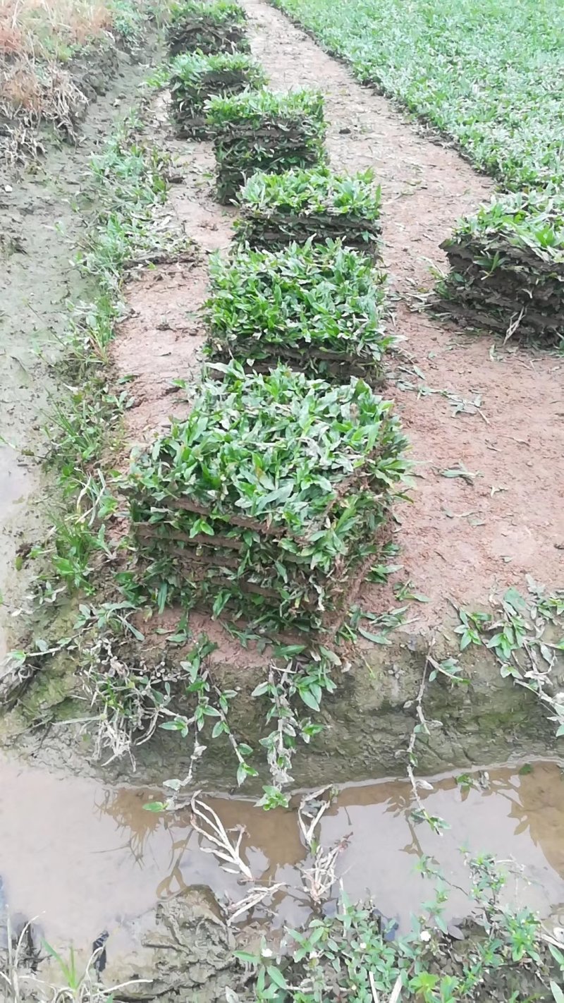 大叶油草