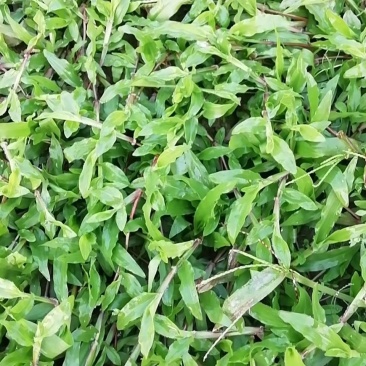 大叶油草