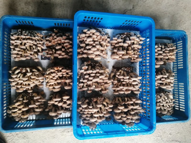 食用菌