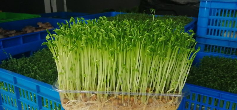 食用菌