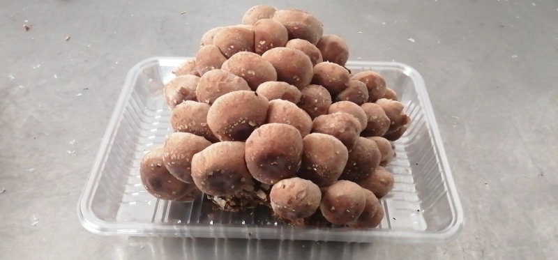 食用菌