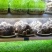 食用菌
