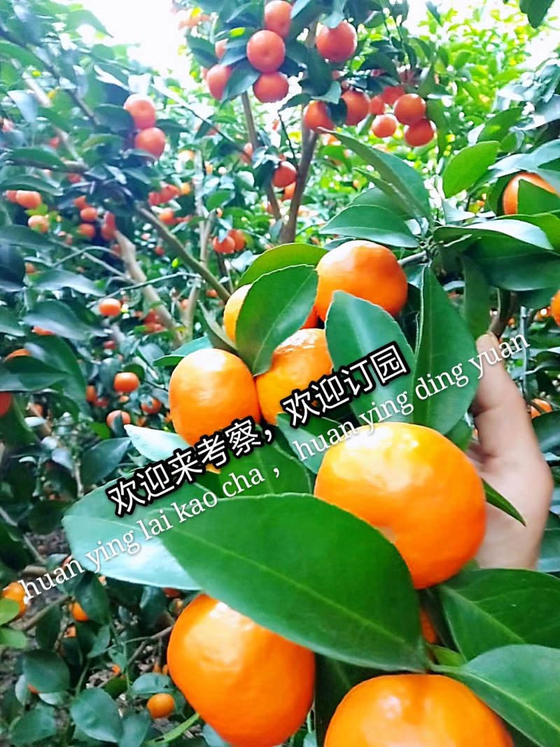 广西沙糖桔直割果园一千亩合作基地剪果队加代办