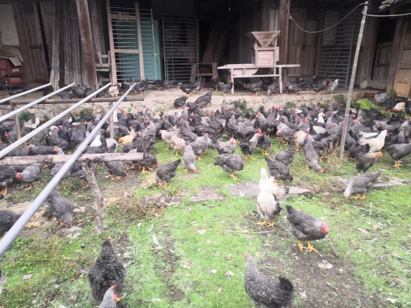 江西散养芦花鸡公鸡大厂直销质量保证3.8斤提供送货上门。