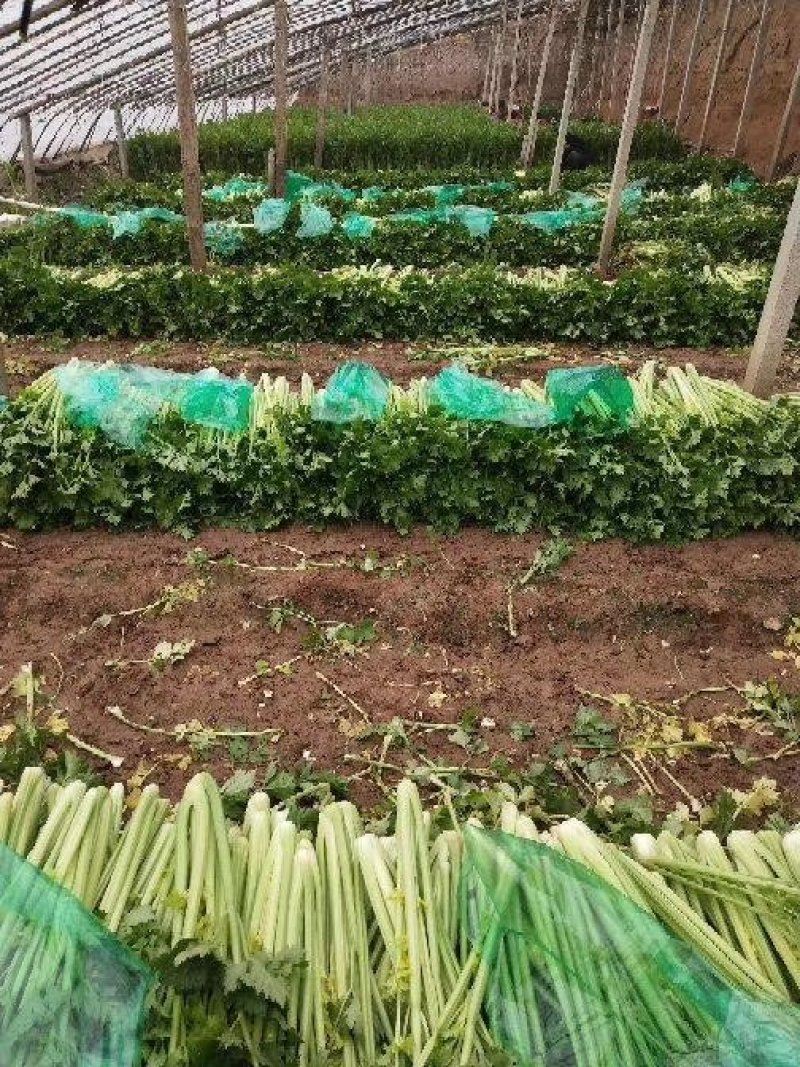 商河县白桥镇蔬菜大棚芹菜，全部本地芹菜