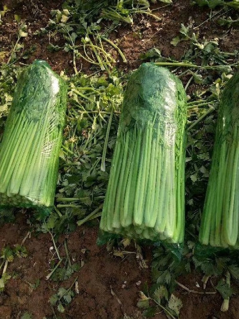 商河县白桥镇蔬菜大棚芹菜，全部本地芹菜