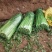 商河县白桥镇蔬菜大棚芹菜，全部本地芹菜