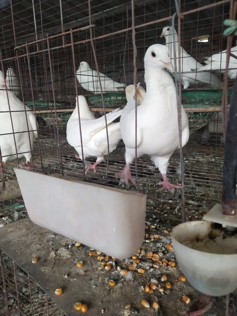 肉鸽大量出售白羽王鸽银王鸽等