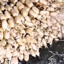 【荐】鄂莲6号莲藕产地直发一手货源专业代办品种齐全