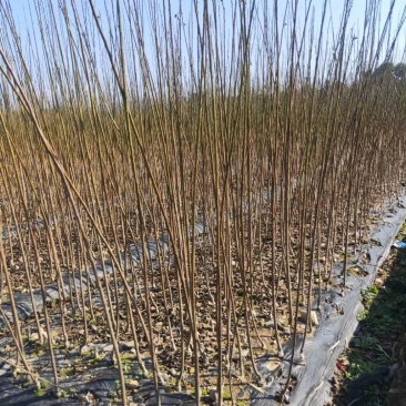 红梅当年小苗原产地直供一手货源成活率高