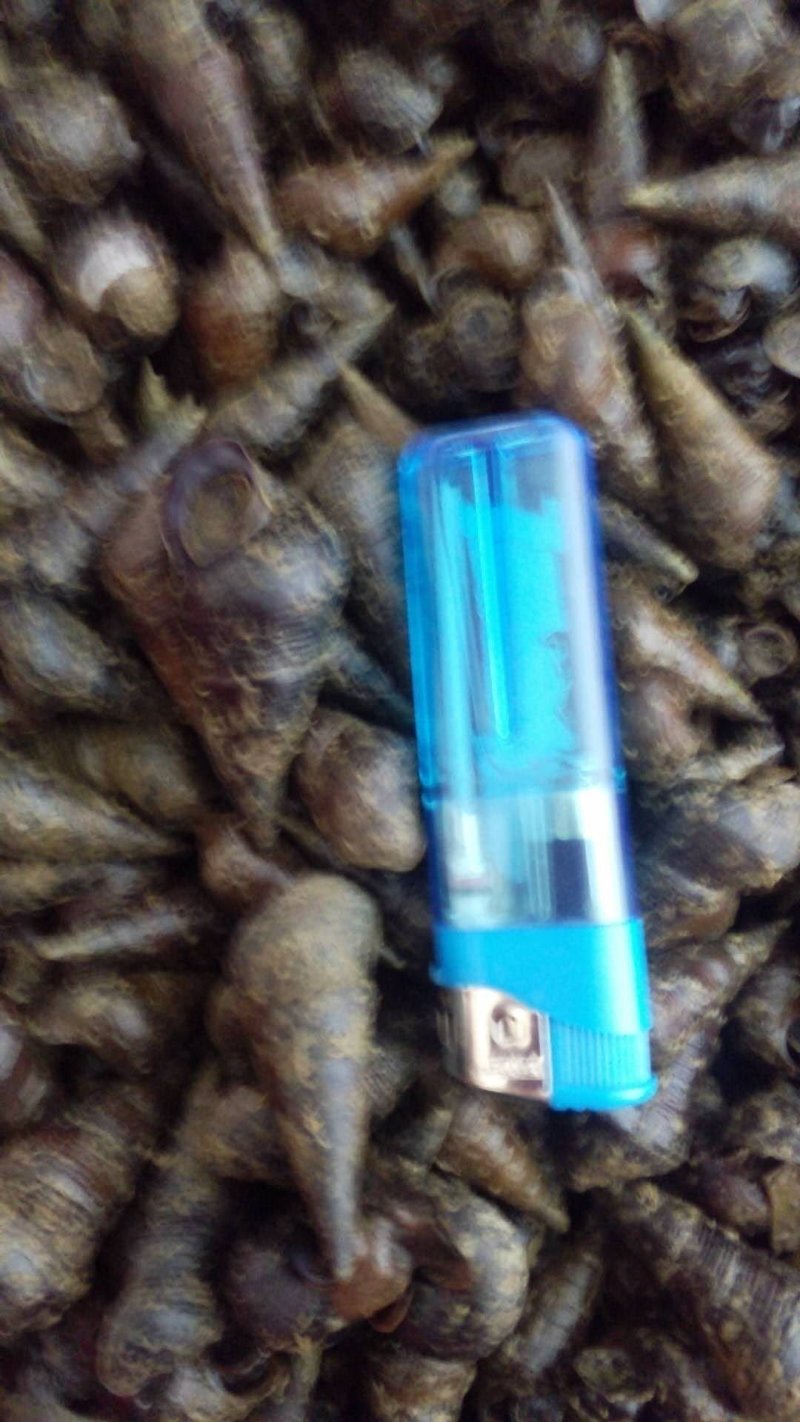 香甜的山坑螺，等着您的订单1.2以上不封顶