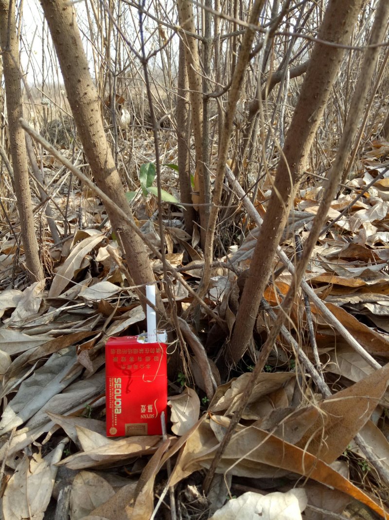 出售丛生腊梅5000棵
