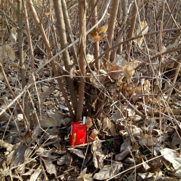 出售丛生腊梅5000棵