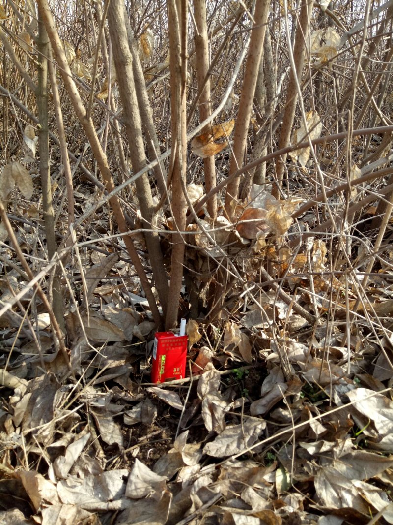 出售丛生腊梅5000棵