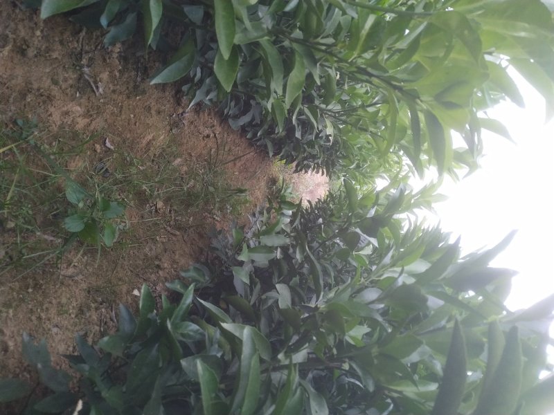 【精选】沃柑苗品种纯正地苗/大杯苗香橙/大叶积壳