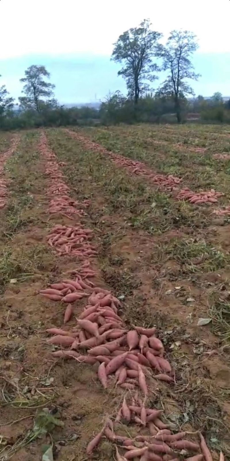 西瓜红地瓜