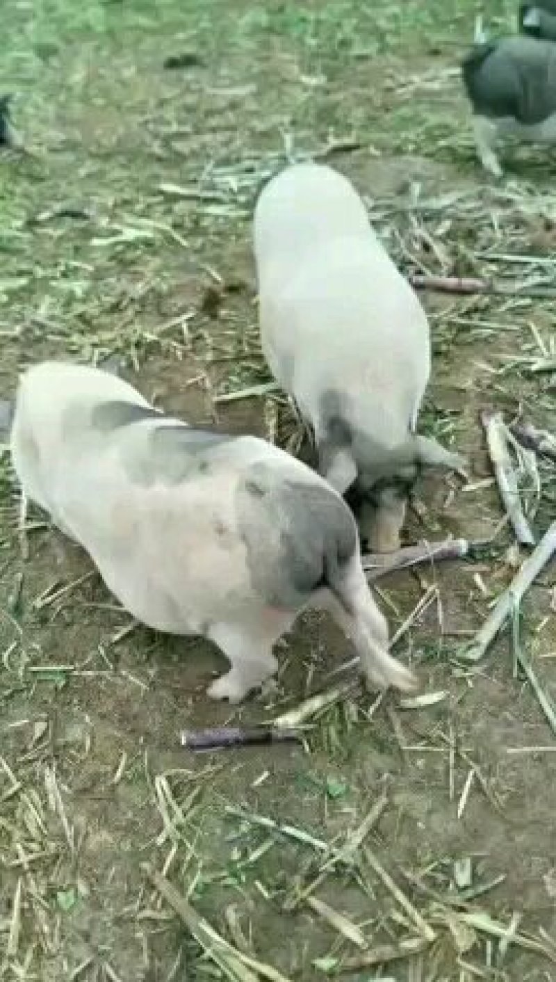 巴马香猪种苗猪后备猪多少钱
