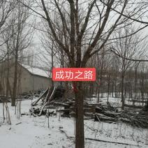 绿化树，耐贫的绿化树品种流苏树，山东省日照市莒县