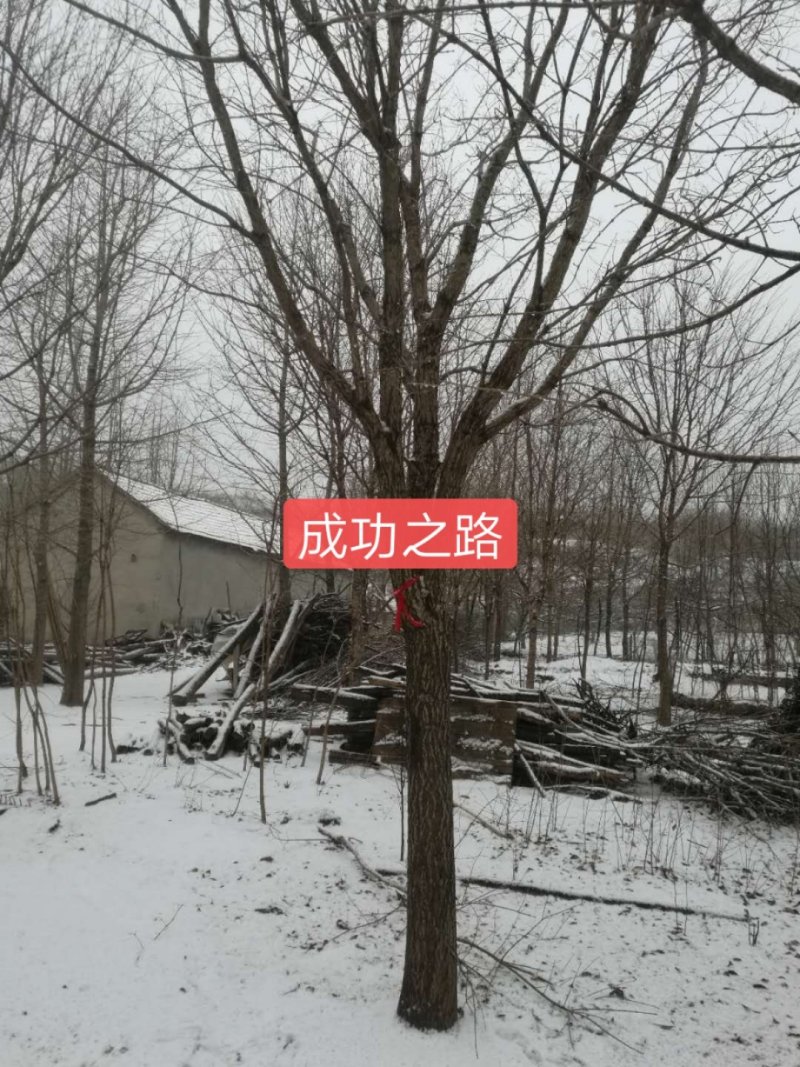 绿化树，耐贫的绿化树品种流苏树，山东省日照市莒县
