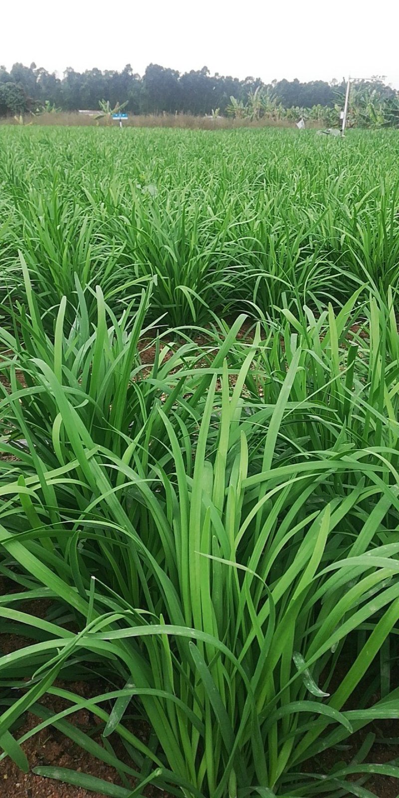 韭菜