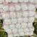 北京三号白菜，质量好，供货量大，价合理，运销全国各地。