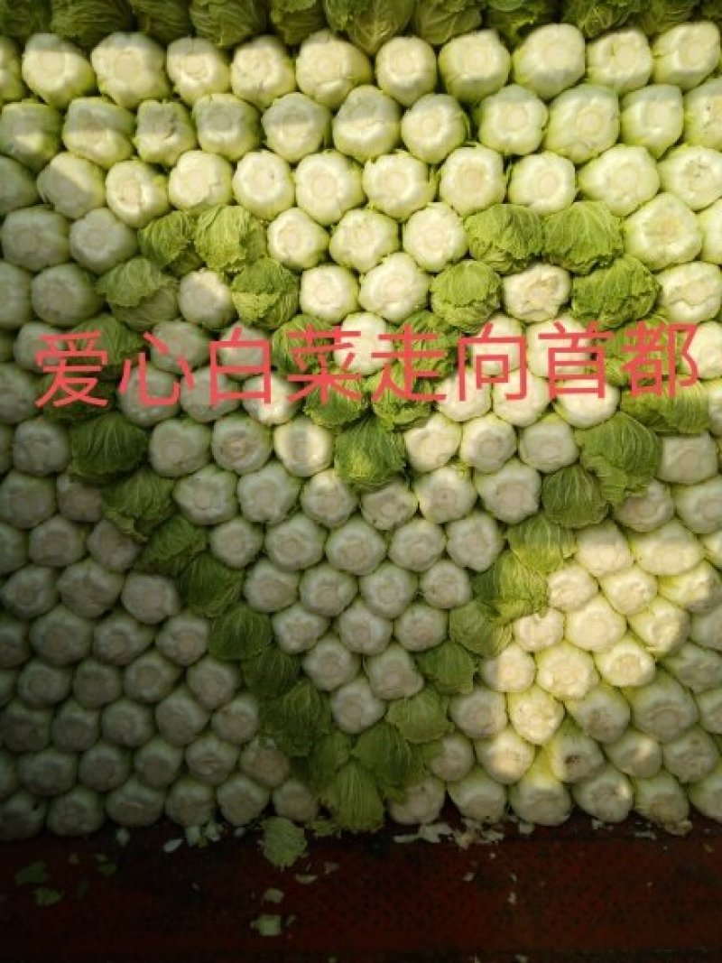 北京三号白菜，质量好，供货量大，价合理，运销全国各地。