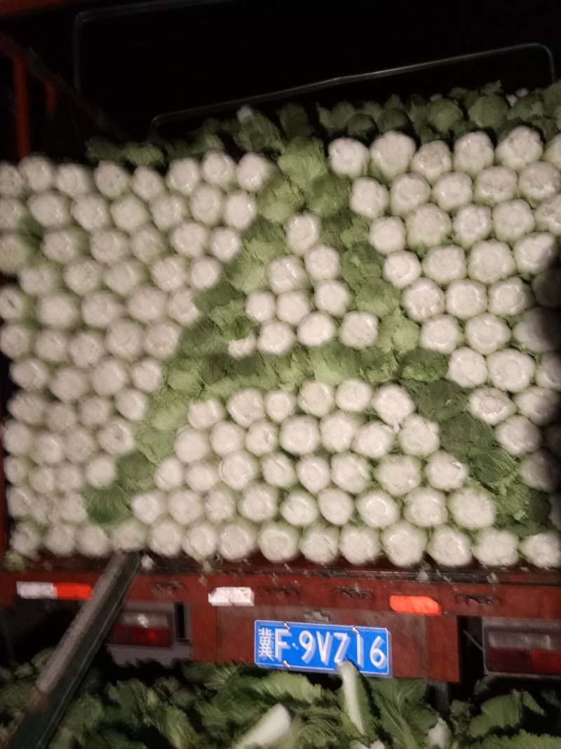 北京三号白菜，质量好，供货量大，价合理，运销全国各地。
