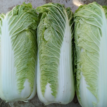 北京三号白菜，质量好，供货量大，价合理，运销全国各地。