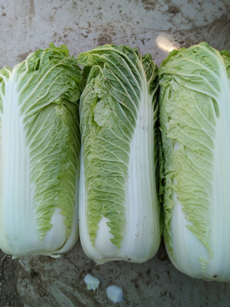 北京三号白菜，质量好，供货量大，价合理，运销全国各地。
