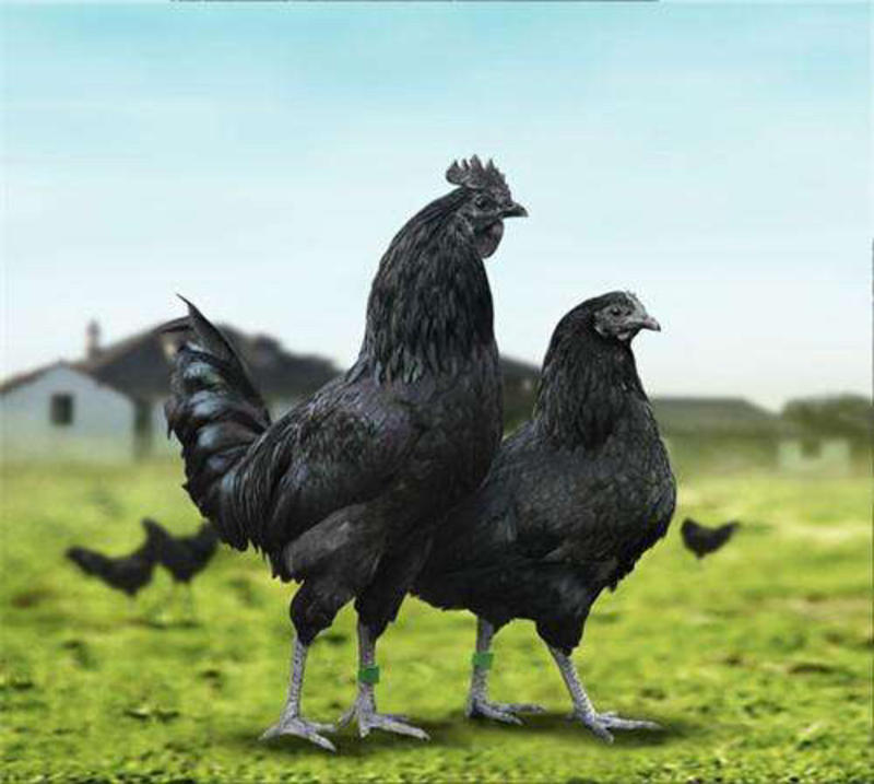 五黑鸡苗孵化场直销头苗，质量保证，诚信经营