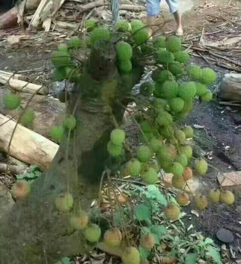 2900元每吨，荔枝木炭