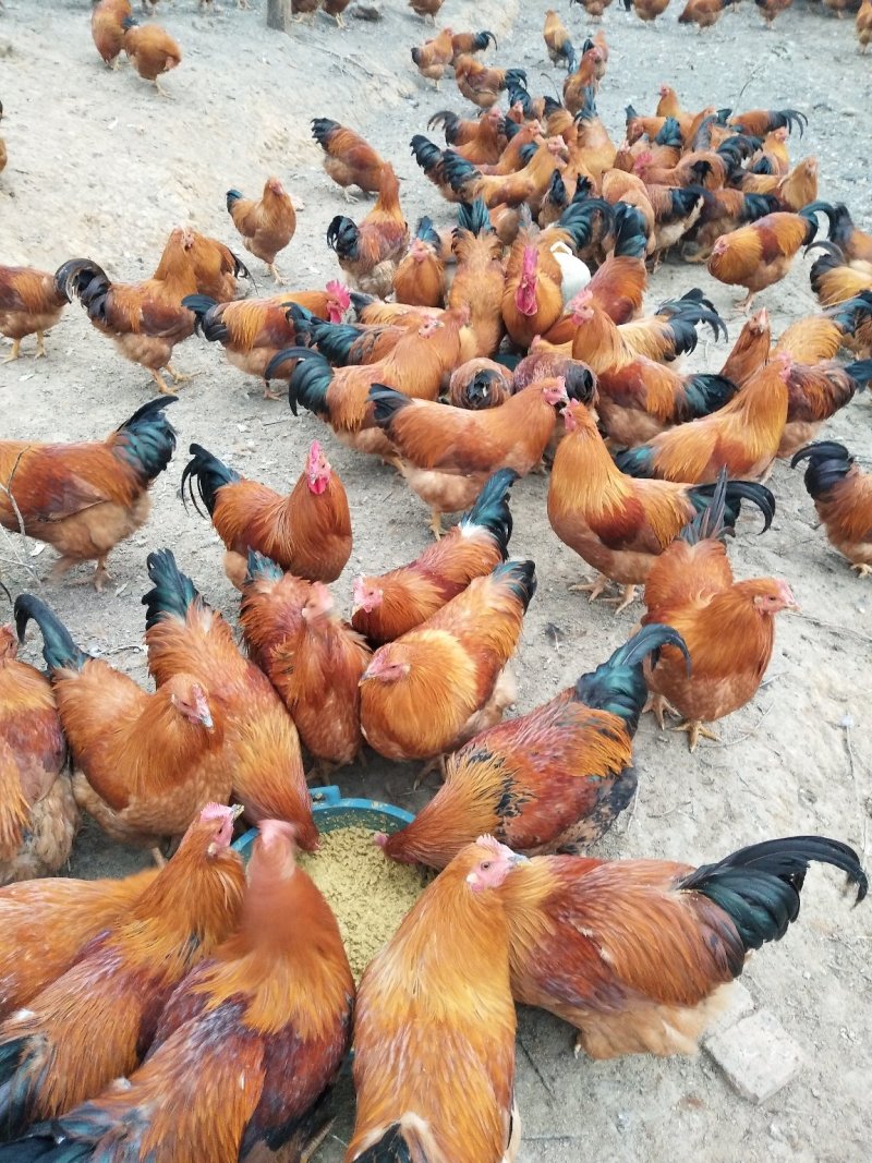 土鸡，林下放养生态鸡大量现货产地直供欢迎各地老板前来选购