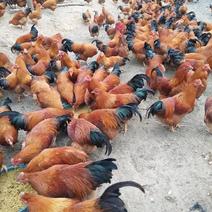土鸡，林下放养生态鸡大量现货产地直供欢迎各地老板前来选购