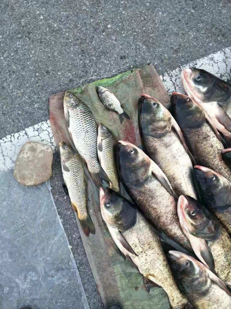密云水库鱼
