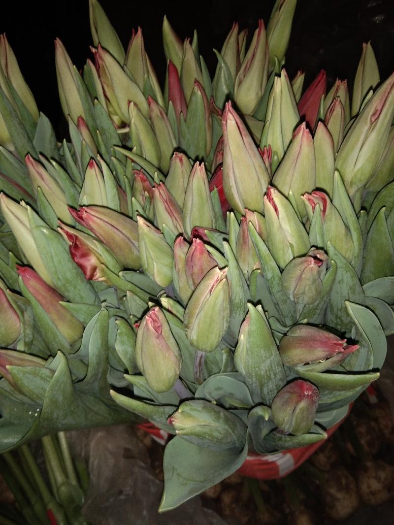 郁金香被誉为荷兰的国花，郁金香主要在11月份到转年三月份