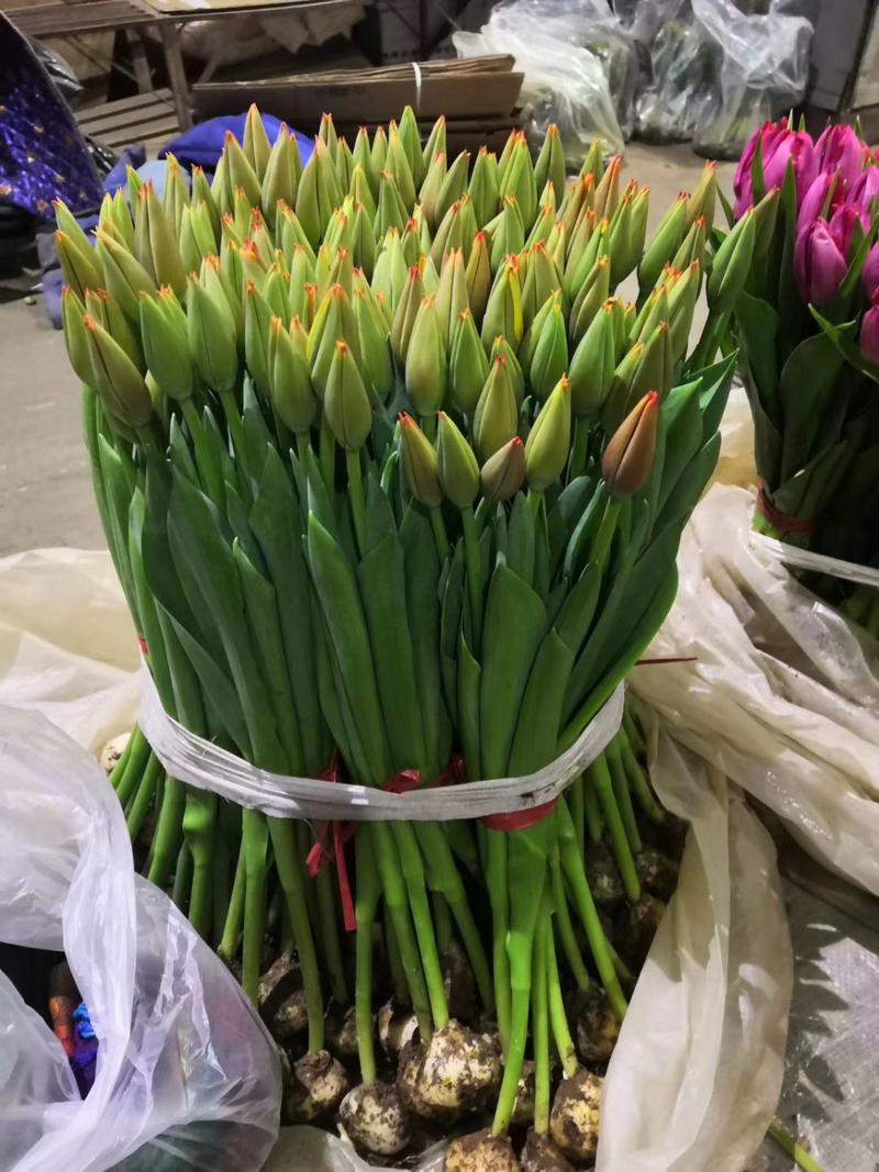 郁金香被誉为荷兰的国花，郁金香主要在11月份到转年三月份
