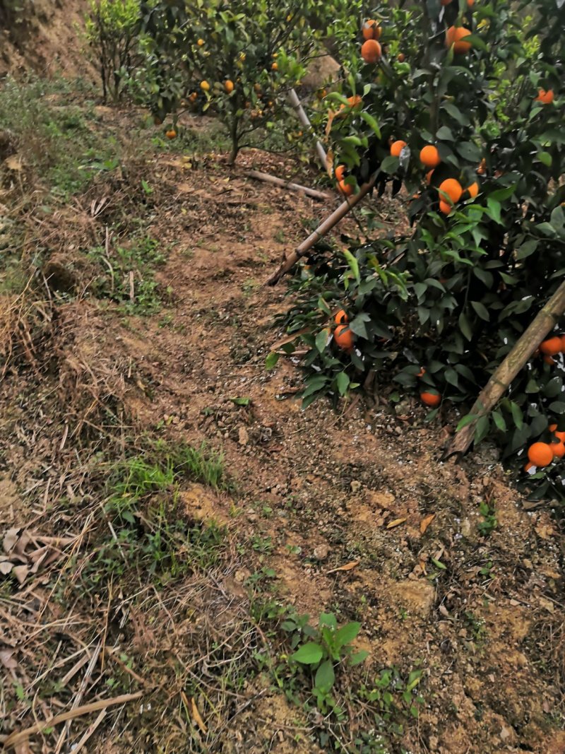 有核沃柑苗沃柑苗1-2年苗产量高技术支持