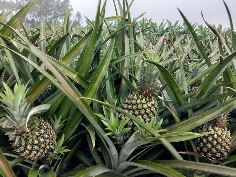 广东省徐闻县优质巴厘菠萝0.8至1.5斤欢迎致电咨询