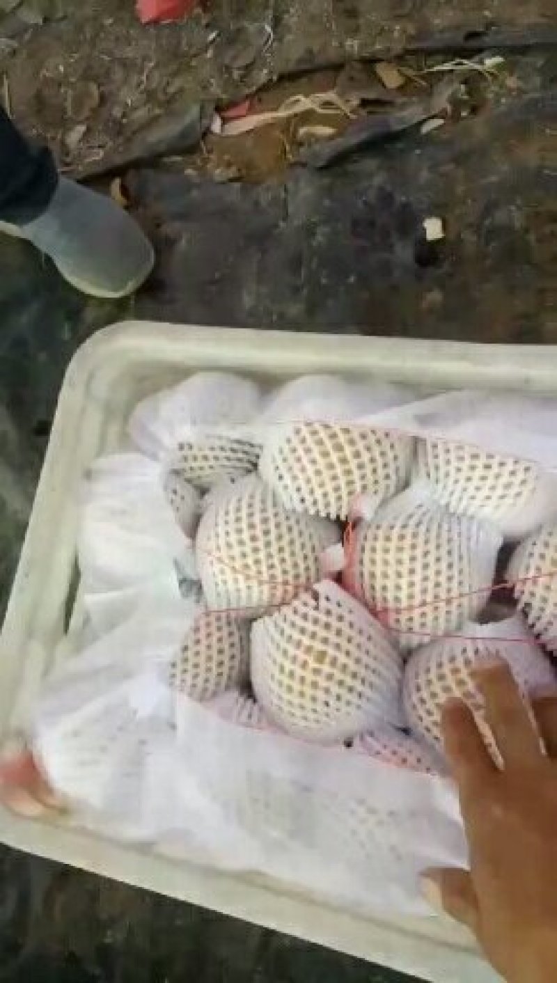 秋月梨