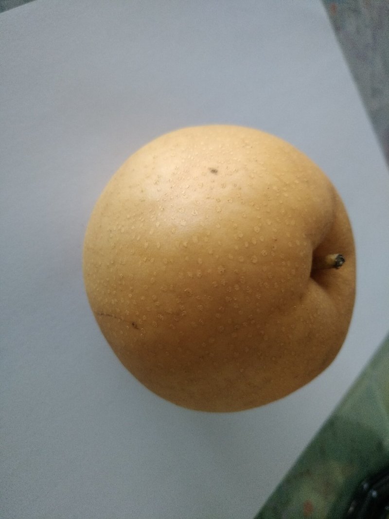 河北赵县圆黄梨各种梨糖分高（欢迎各地客商前来订购）
