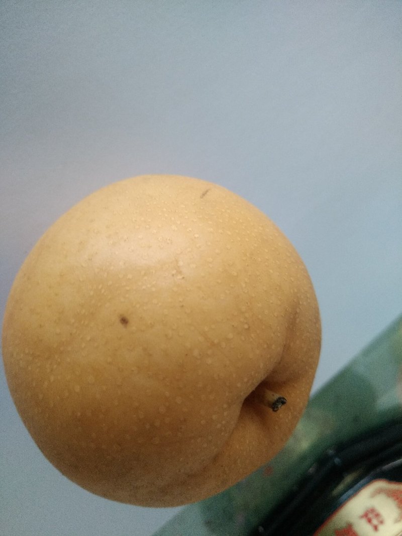 河北赵县圆黄梨各种梨糖分高（欢迎各地客商前来订购）